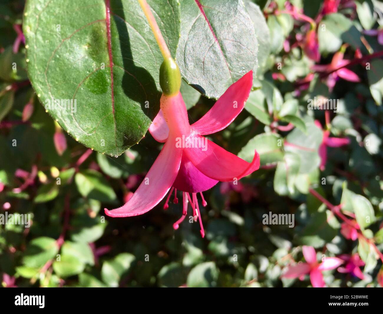 Fuchsia Magellanica riccartonii fiore rosa testa Foto Stock