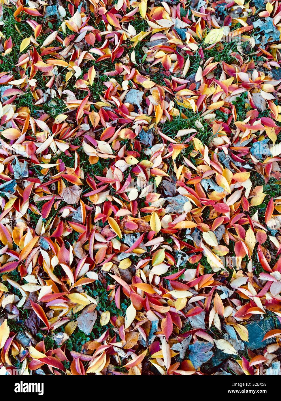 Cadono le foglie di erba di copertura con giallo, rosso,di colore arancione. Foto Stock