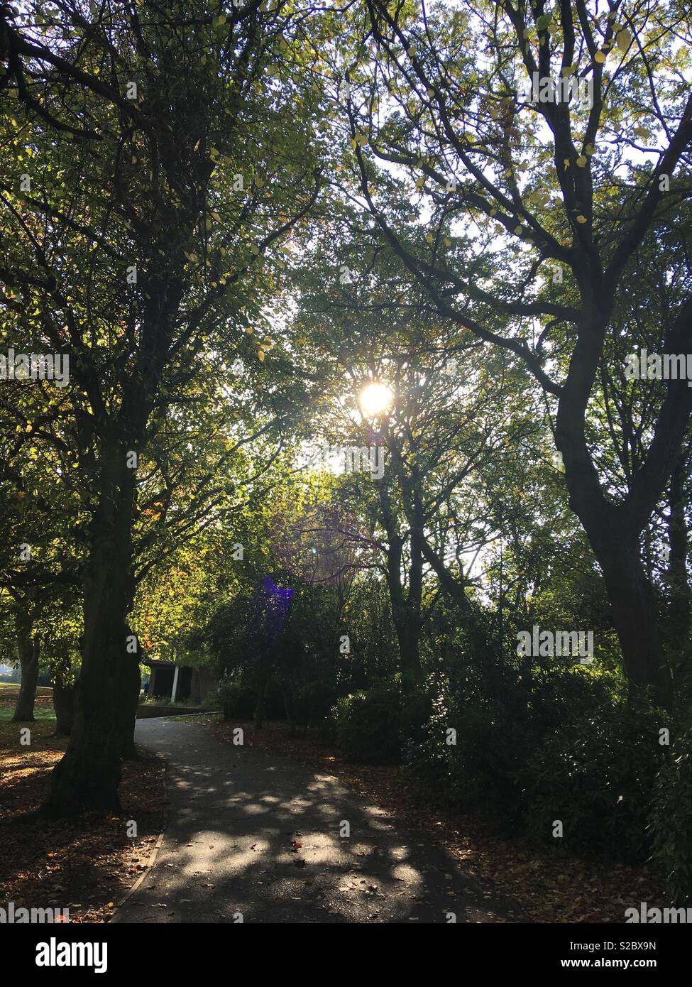 Sun attraverso gli alberi in Locke Park Foto Stock