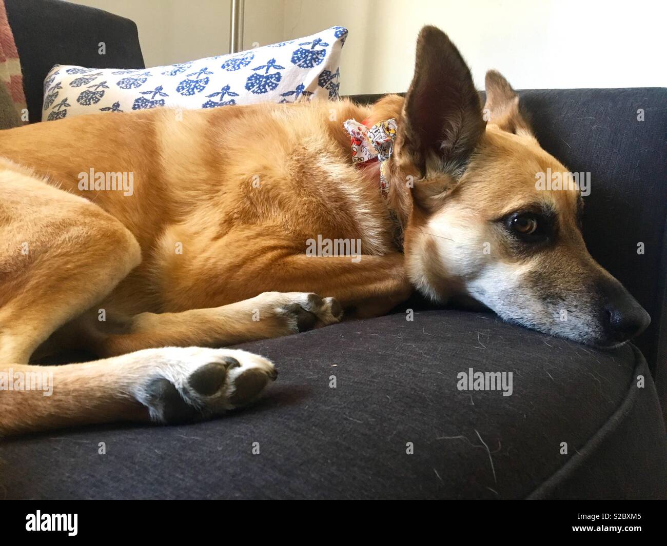 Cane sul divano guardando con sospetto al proprietario - Immagine stock catturata con smartphone
