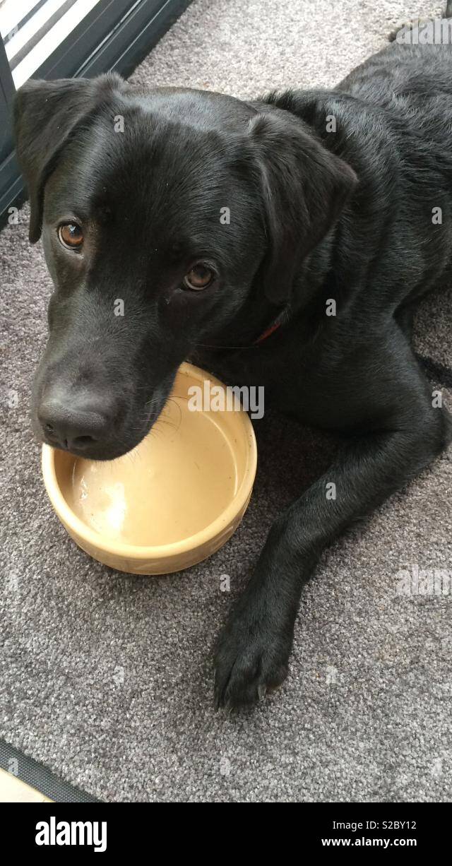 Il Labrador Elemosinare il cibo da mettere nel recipiente Foto Stock