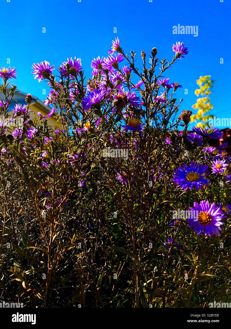 Fioritura autunnale contro un cielo blu - Immagine stock catturata con smartphone