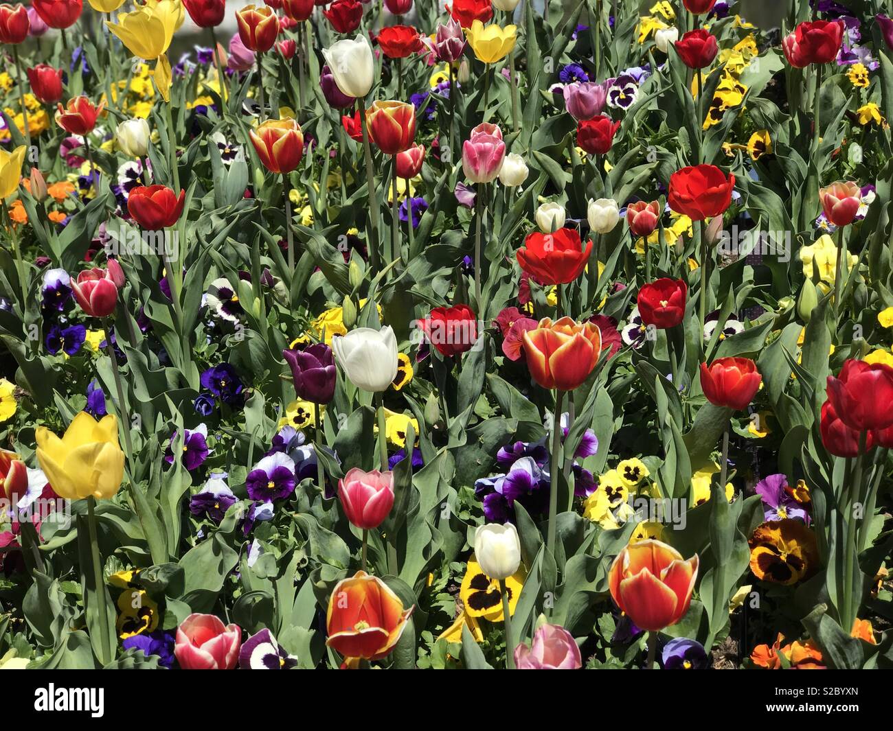 Tulipani e pansys letto giardino Foto Stock