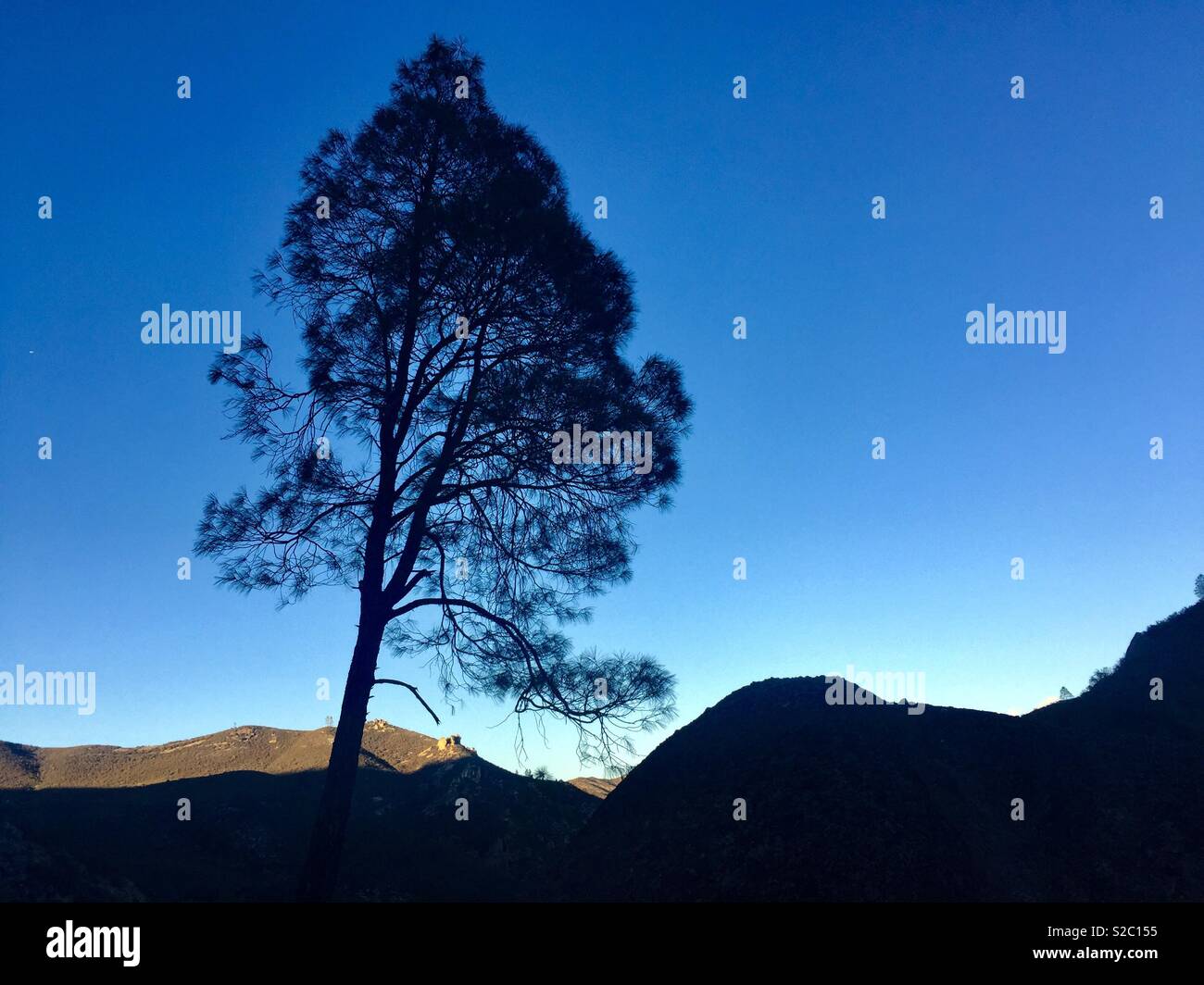 Albero in una cresta a pinnacoli del Parco Nazionale. - Immagine stock catturata con smartphone