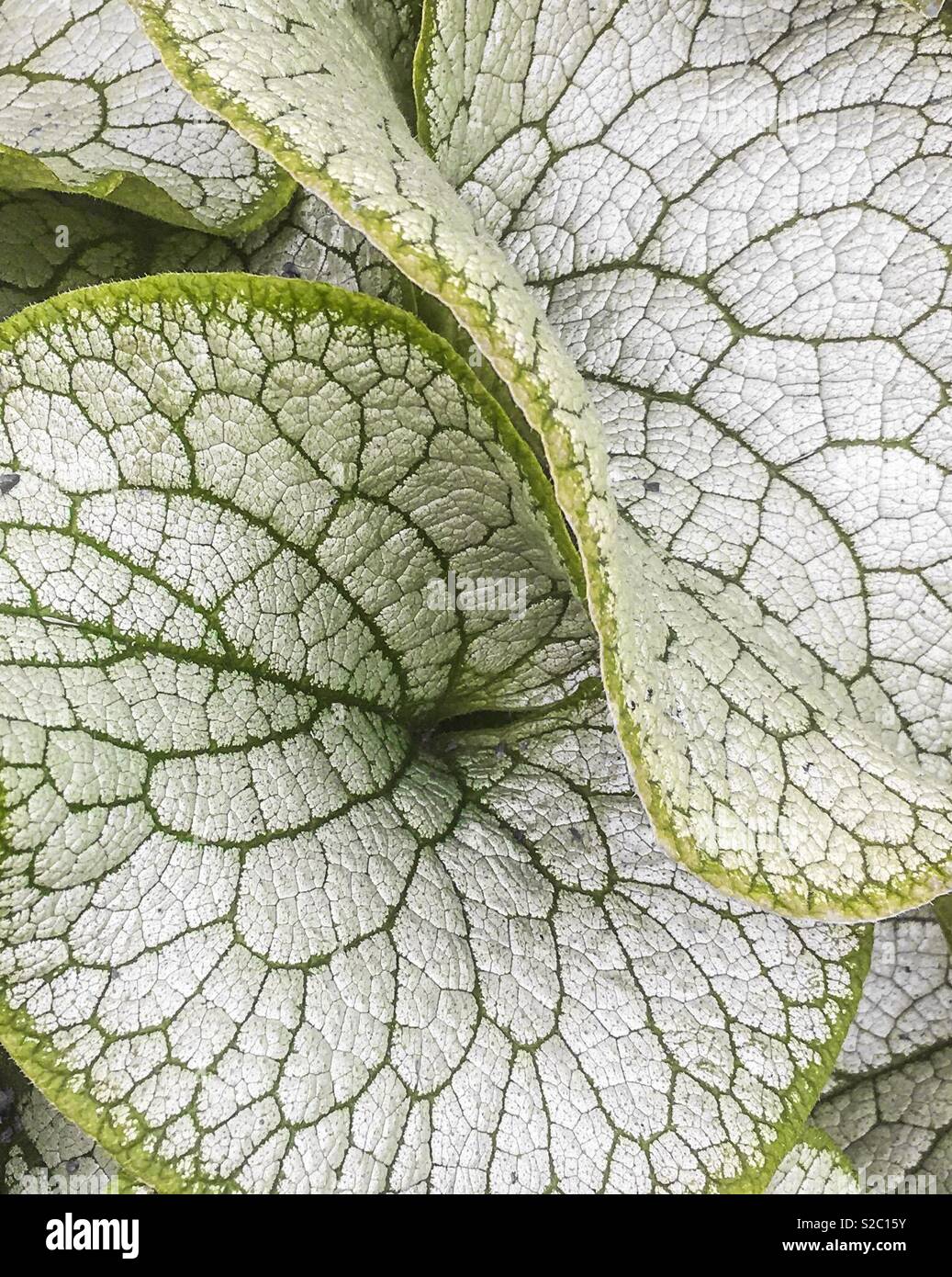 Brunnera Macrophylla - foglie testurizzata Foto Stock