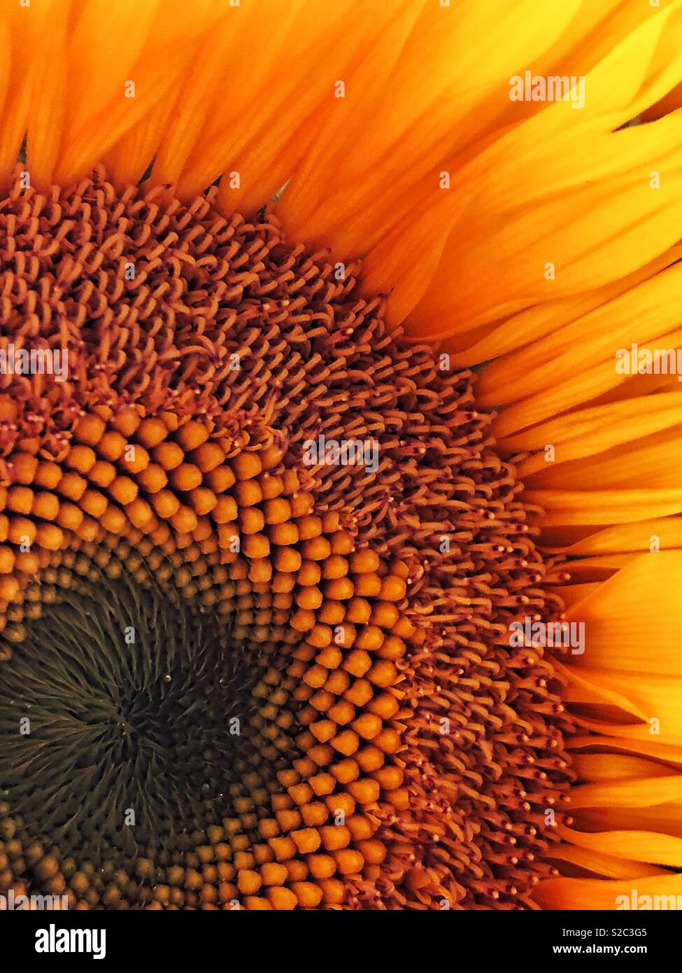 Primo piano del centro e petali di piccole, giallo girasole Foto Stock