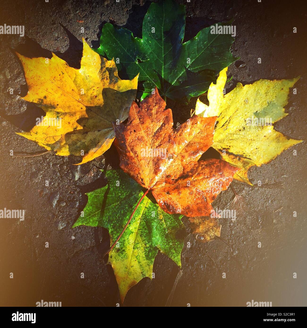 Autunno foglie di Sun Foto Stock