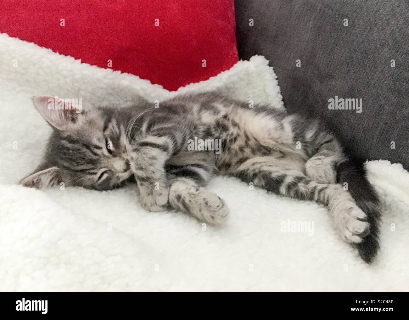 Sleeping silver tabby kitten Foto Stock