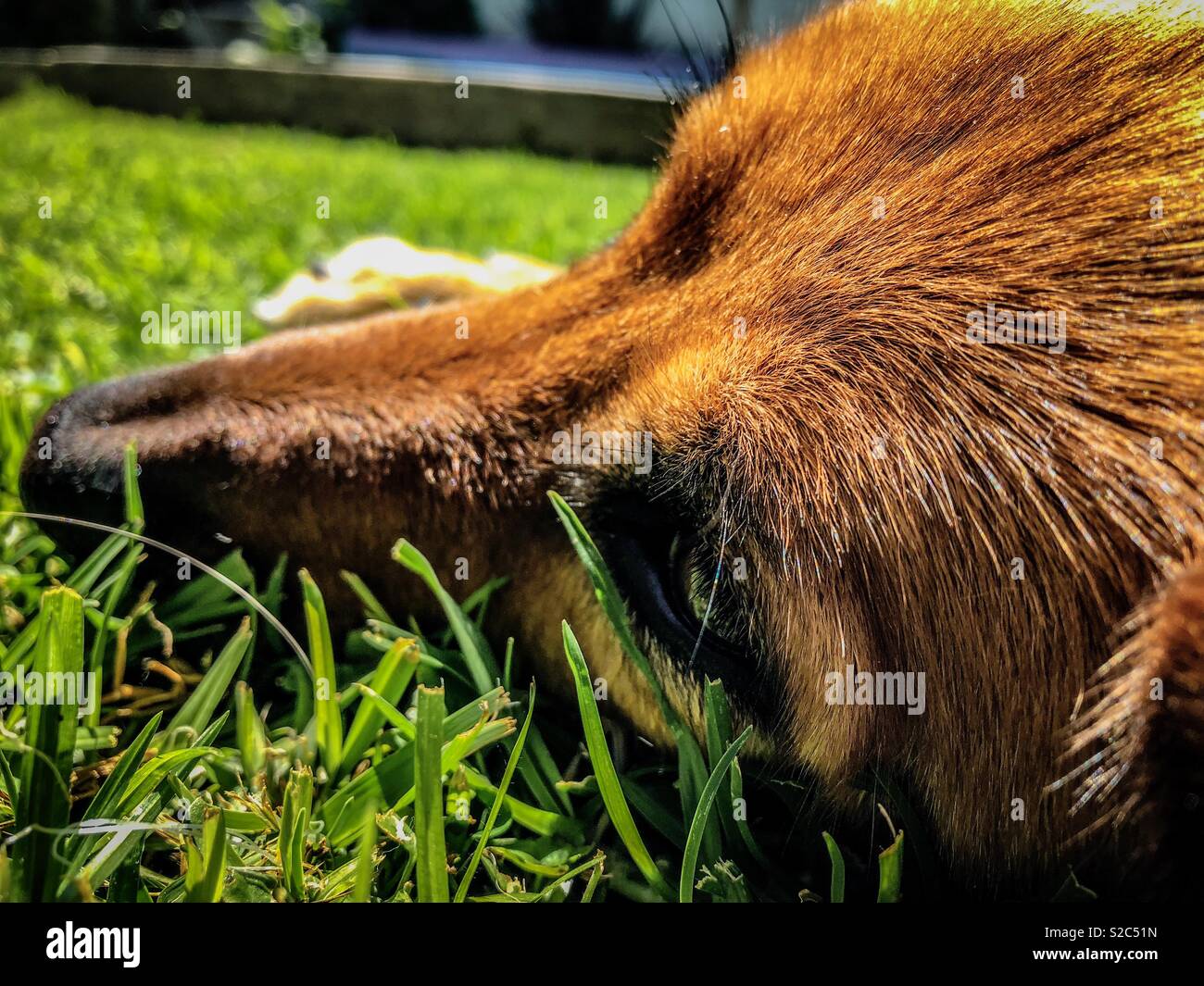 Cane sdraiati sull'erba - Immagine stock catturata con smartphone