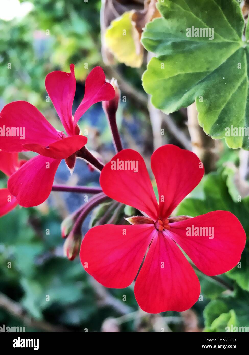 Geranio è il nome di questo fiore. Ci sono circa 280 specie di geranio famiglia con diversi bellissimi colori. Foto Stock