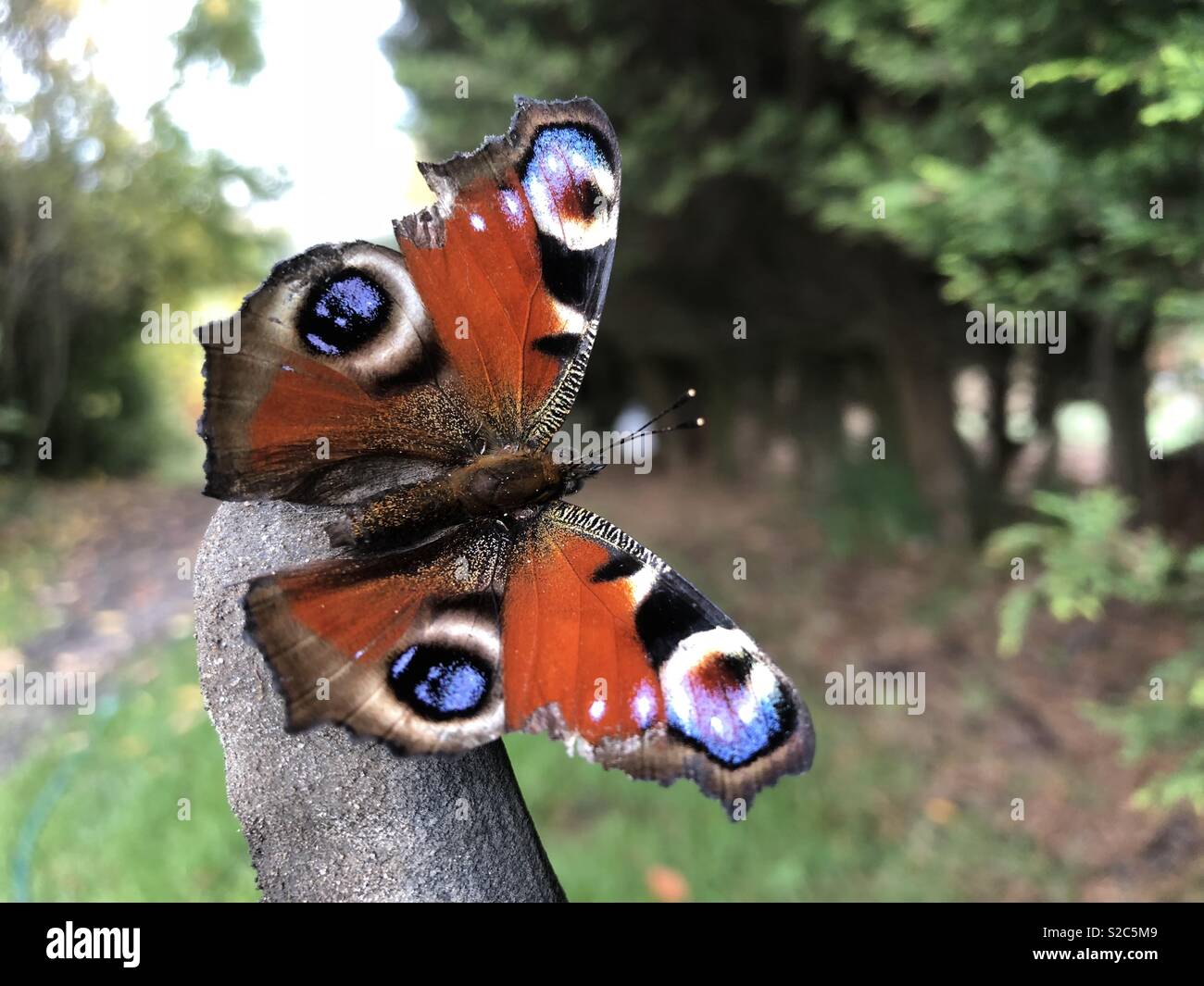 Red admiral butterfly cercando di sopravvivere all'autunno in le felci e stoney sottobosco di un giardino sul retro Foto Stock