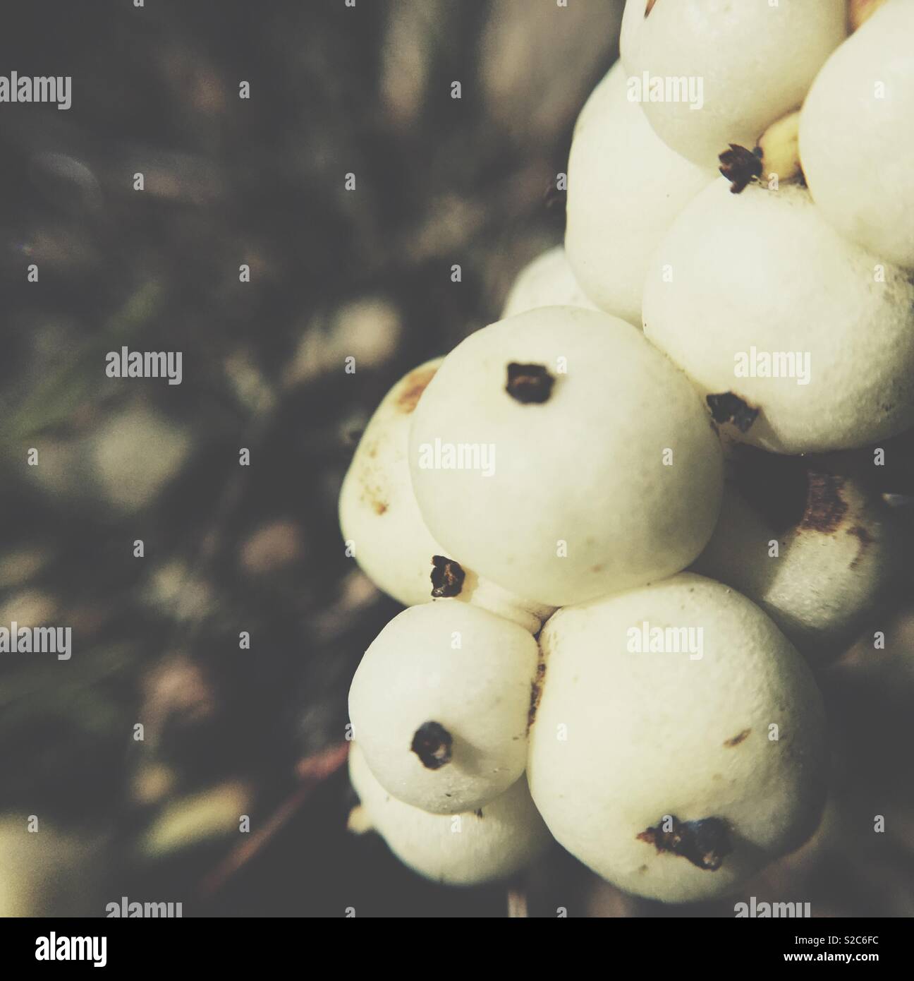 Grappolo di acini d'inverno. Close up. Square crop. Spazio per il testo. - Immagine stock catturata con smartphone