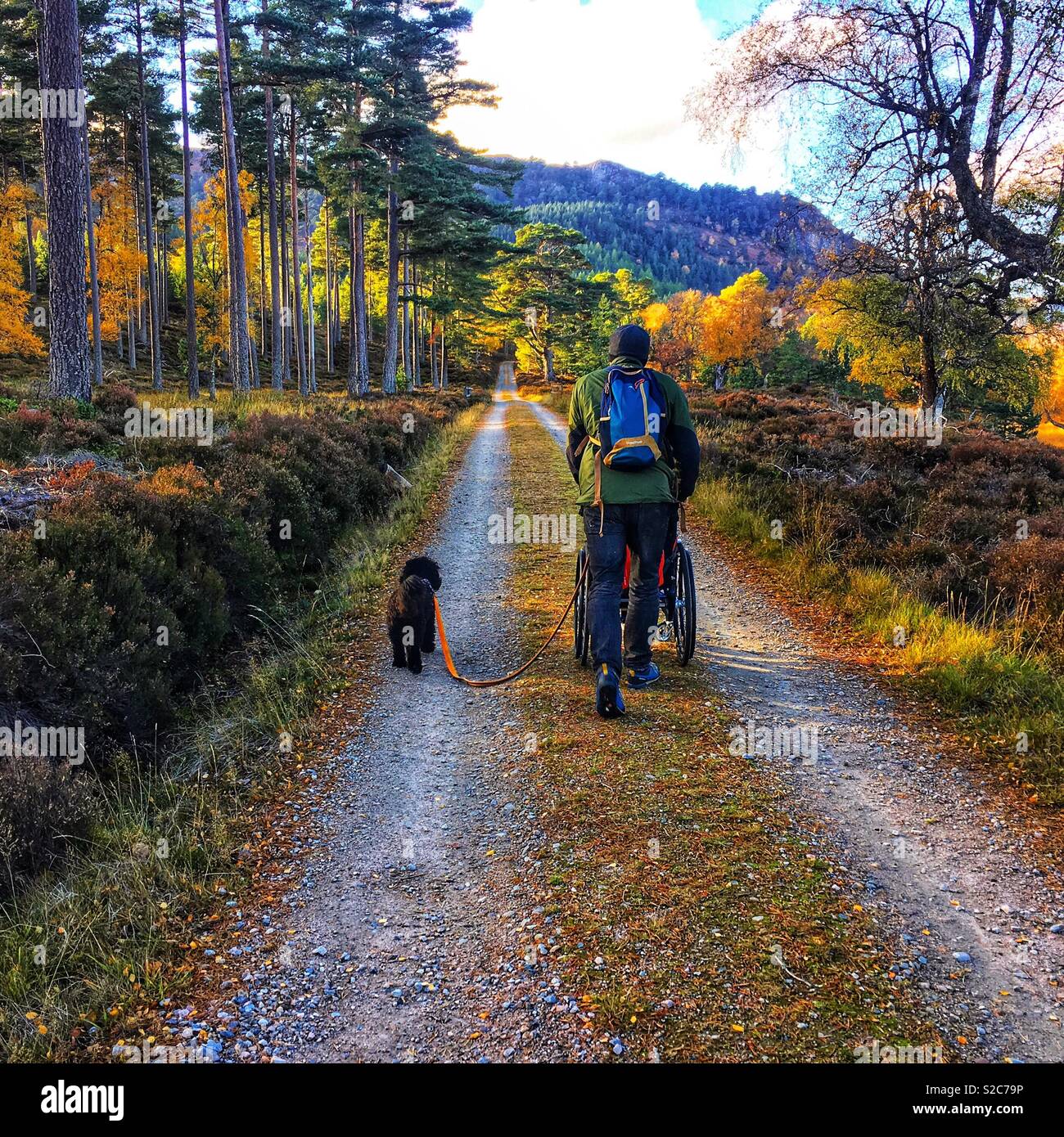 Sedia a rotelle autunno cane a camminare. Foto Stock