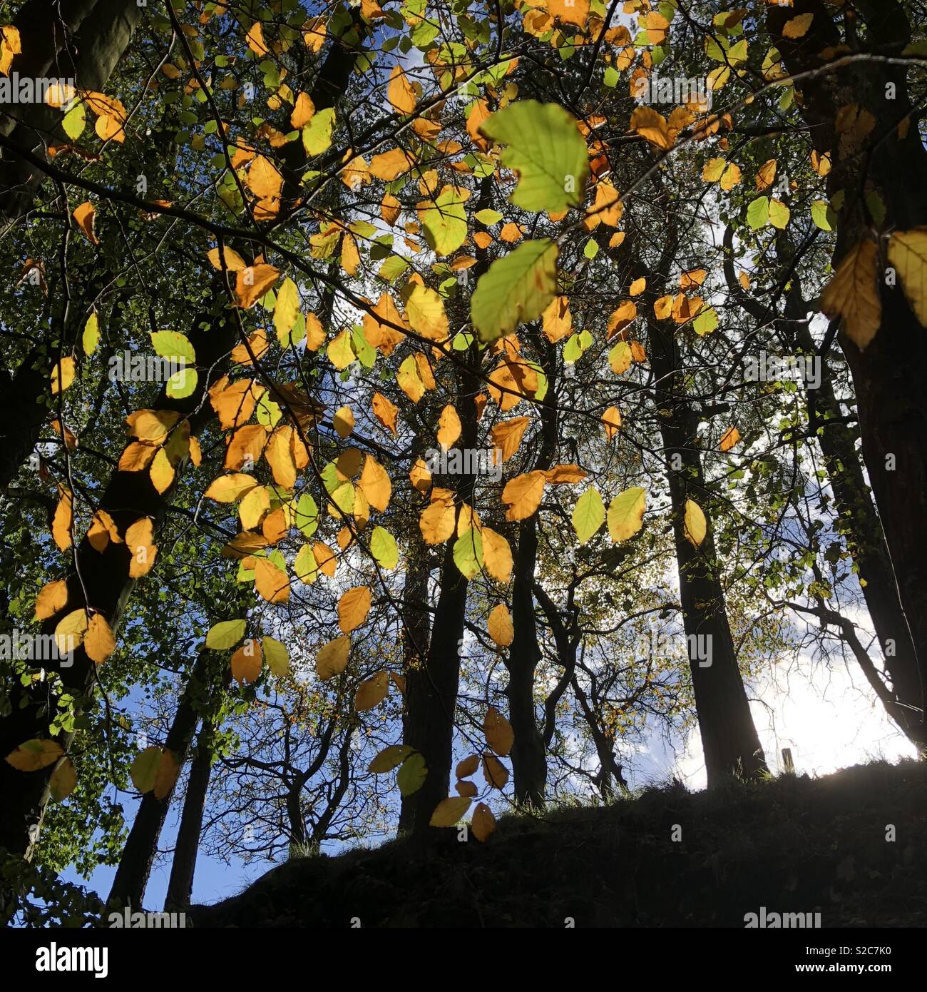 Foglie di autunno e silhouette di albero Foto Stock
