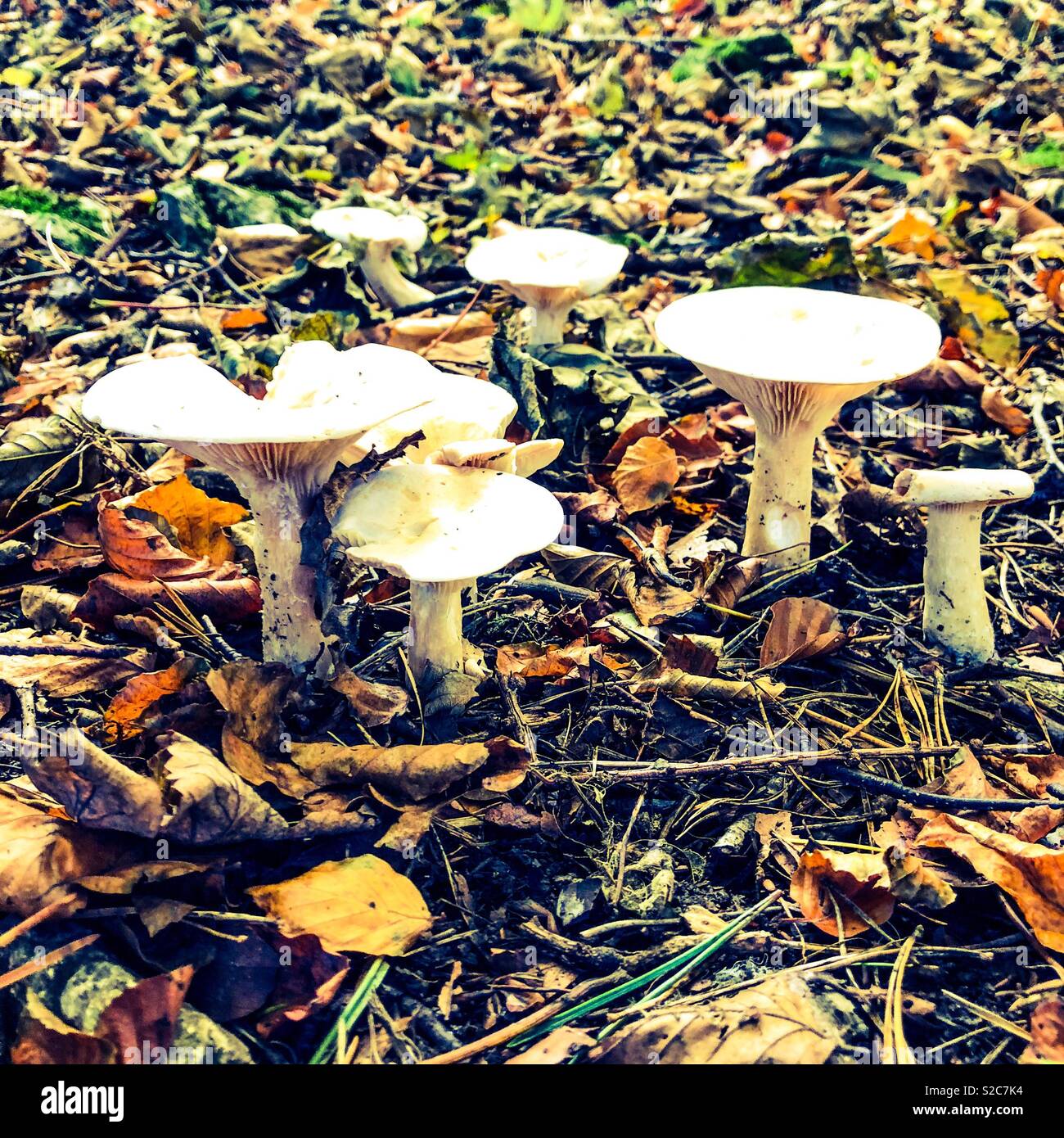 I funghi selvatici in foglie di autunno Foto Stock