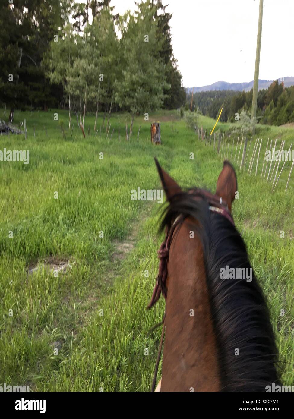 Una giornata con il mio cavallo Foto Stock