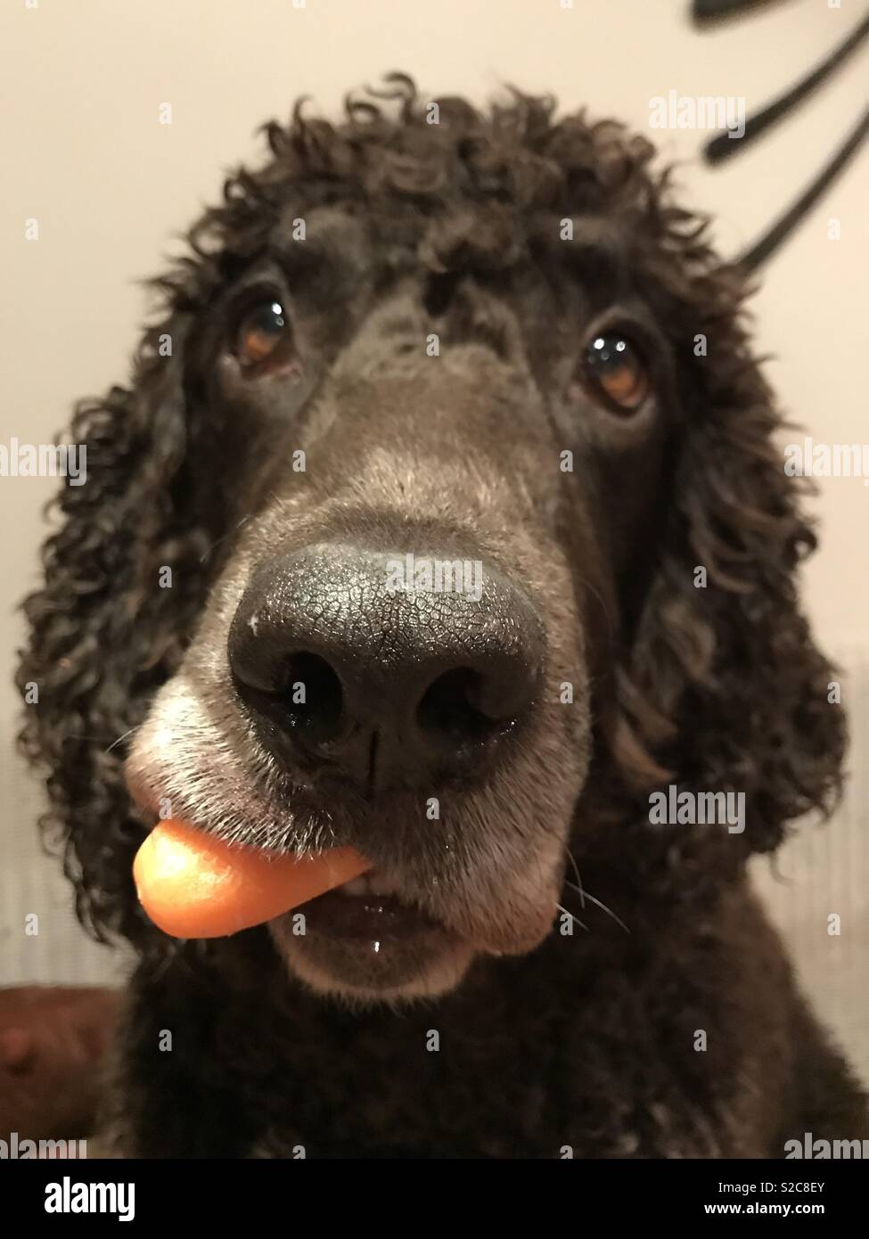 Assicuratevi di mangiare il vostro veg Foto Stock