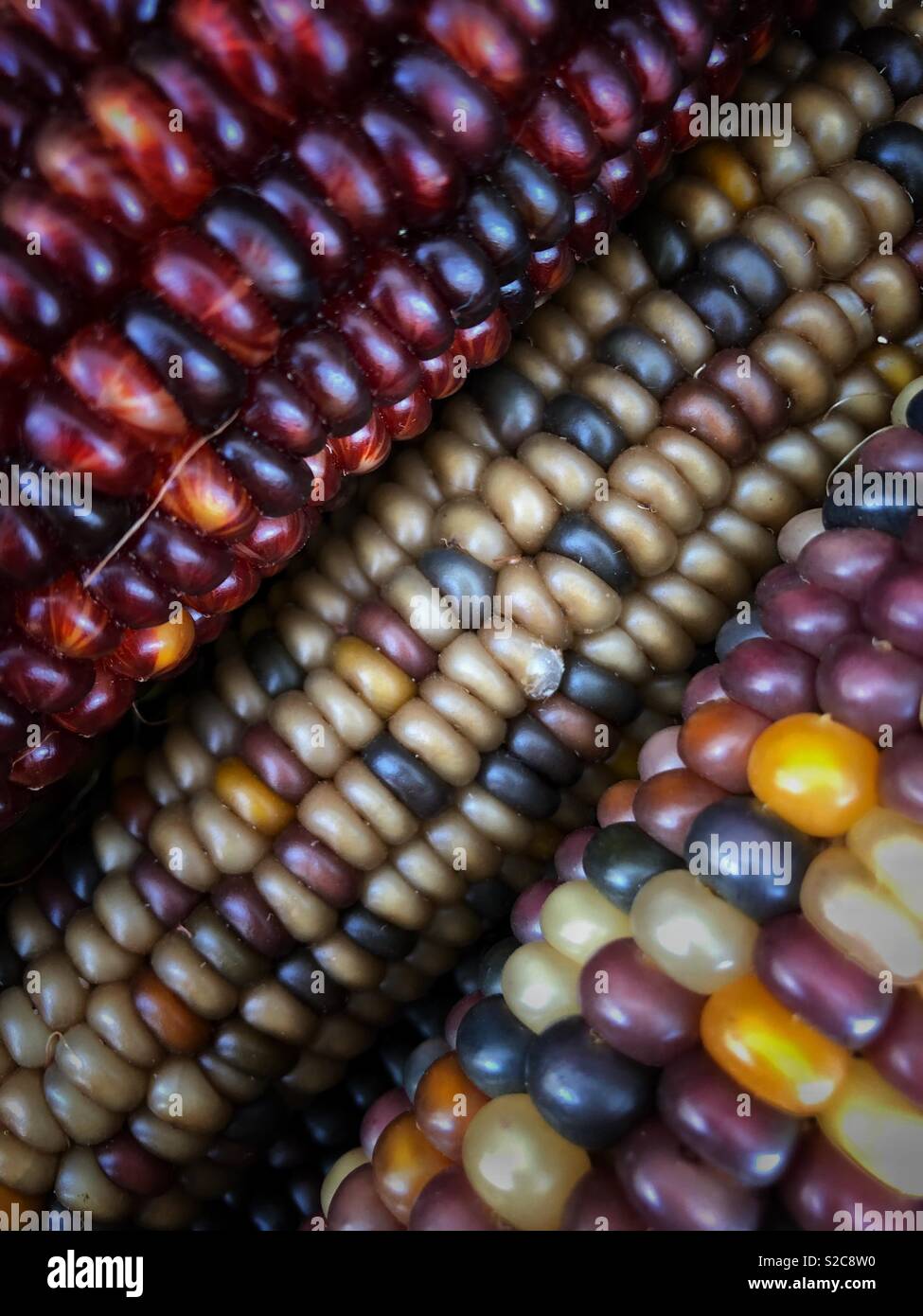 Il mais indiano, con la sua ricca gamma di chicchi multicolori in tonalità blu, rosso, giallo e marrone, è un simbolo tradizionale della stagione autunnale del raccolto. Foto Stock