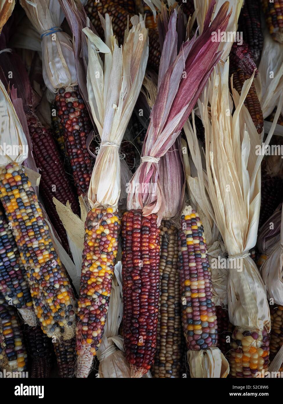 Il mais indiano, con la sua ricca gamma di chicchi multicolori in tonalità blu, rosso, giallo e marrone, è un simbolo tradizionale della stagione autunnale del raccolto. Foto Stock