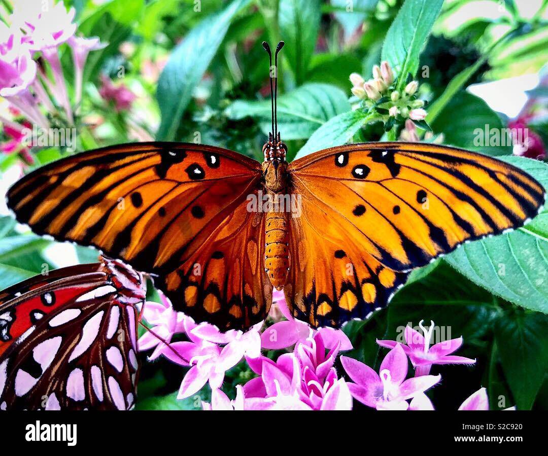 Femmina golfo farfalla di fritillary su una pianta rosa pentas Foto Stock