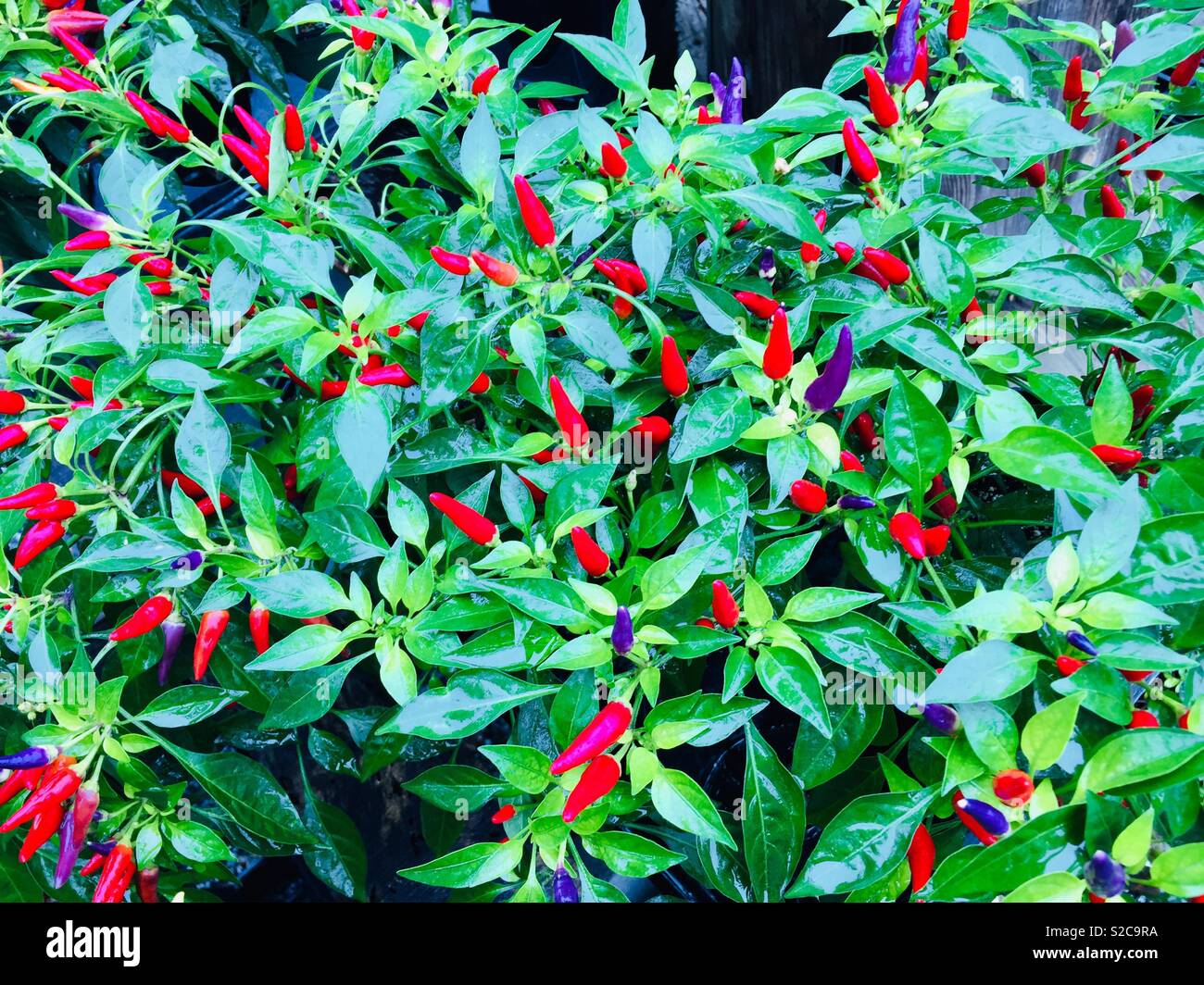 Colorato decorativo pepper plant Foto Stock