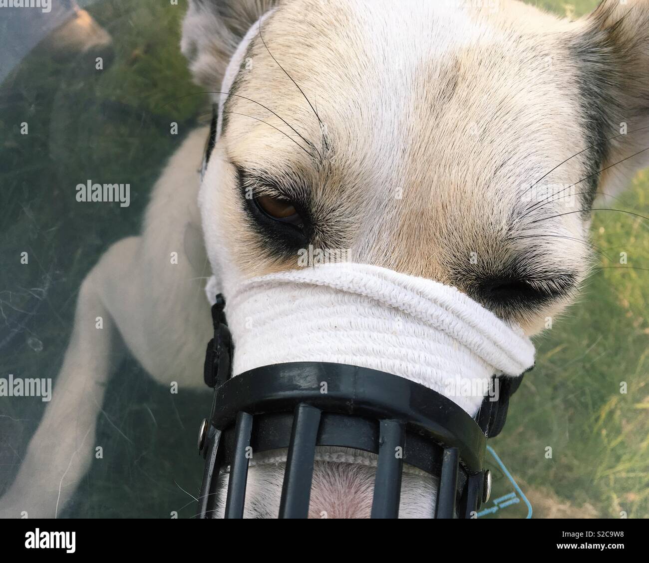 Ritratto di un malato cane con museruola bendato Foto Stock