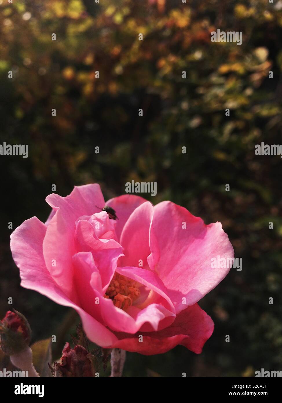 Rosa rosa con gli insetti sotto lo spazio negativo. Foto Stock