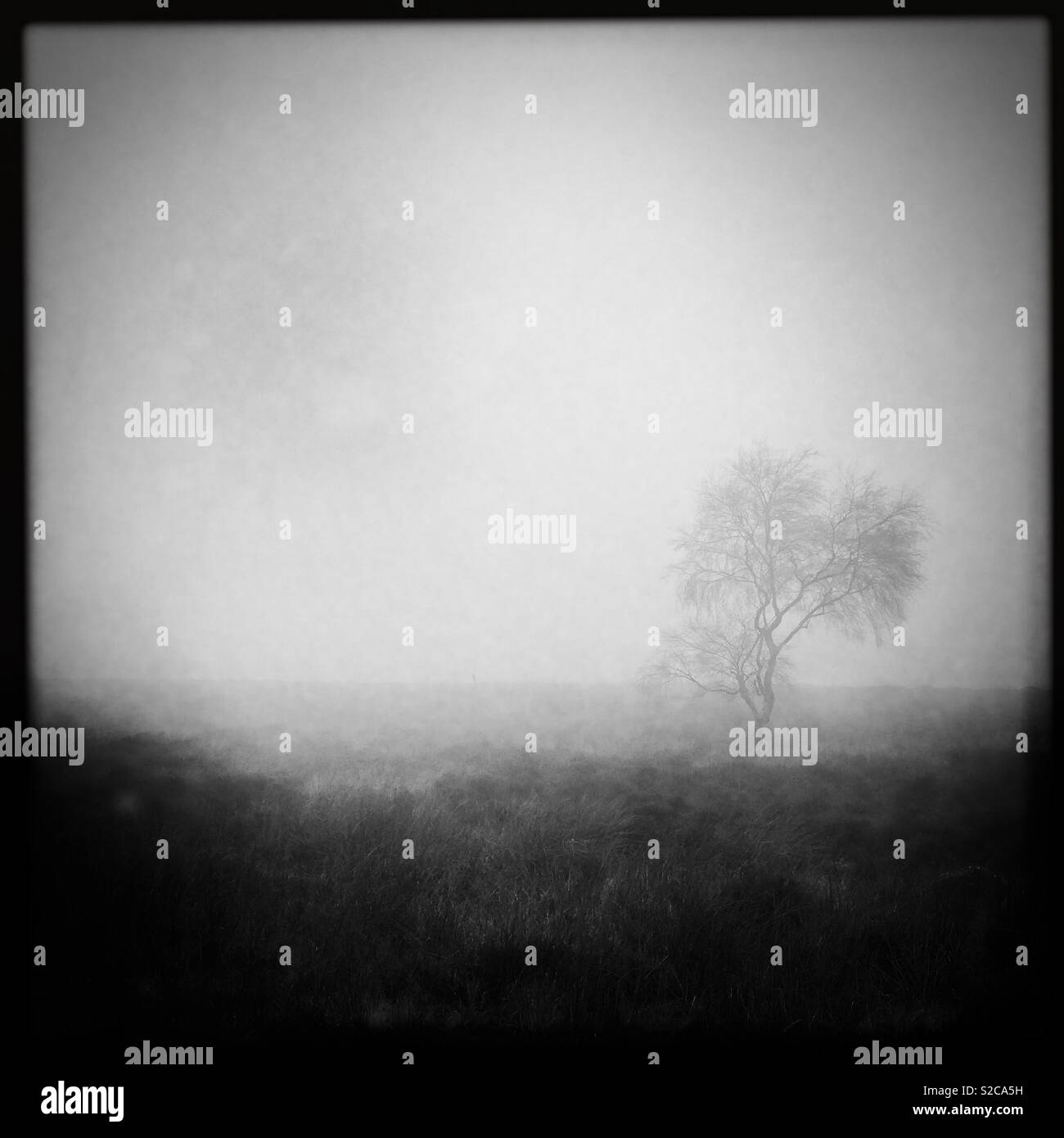Albero nella nebbia Foto Stock