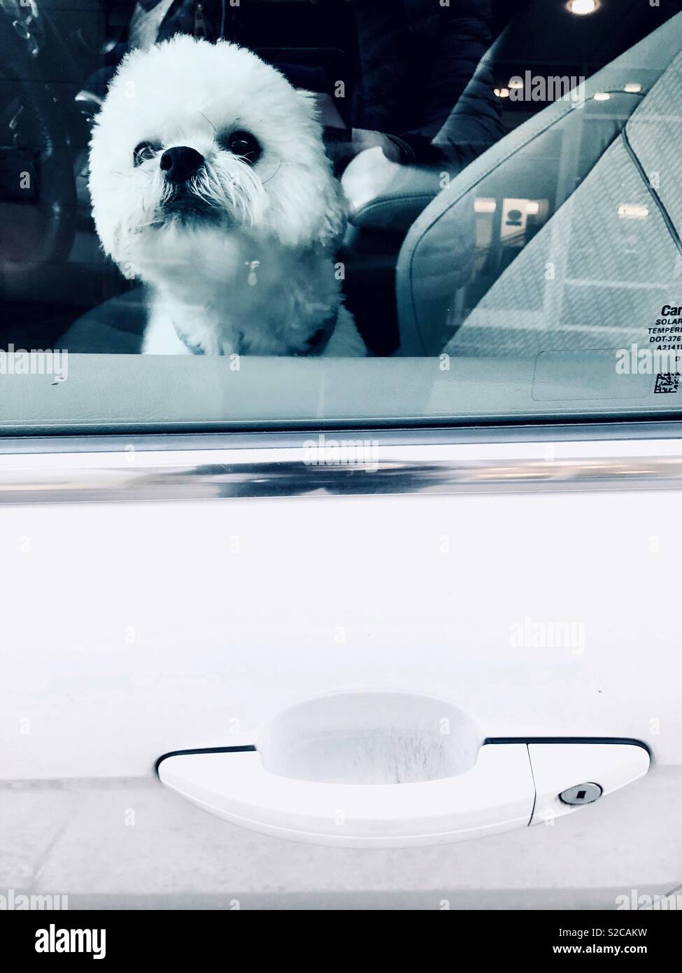 White Shih Tzu puppy in bianco auto - Immagine stock catturata con smartphone