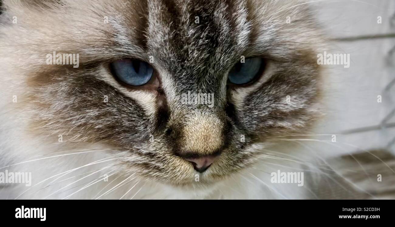 Gatto, Gatti, occhi, bel gatto, blu occhi di gatto Foto Stock