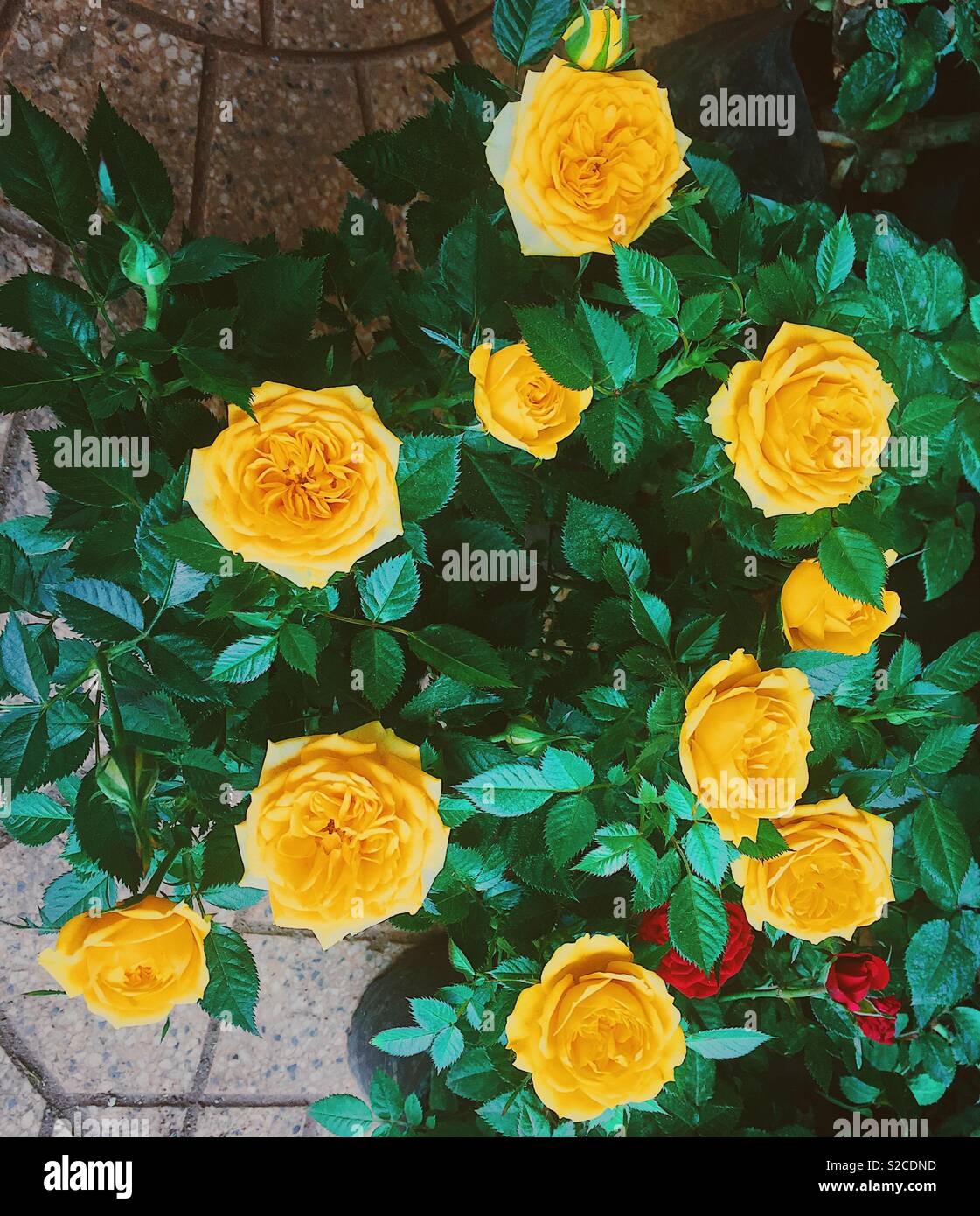 Rose giallo in una siepe Foto Stock