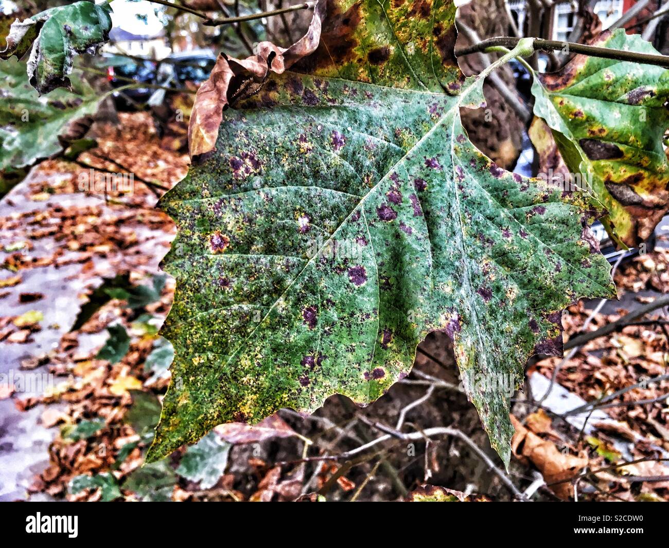 Foglie di autunno su un albero in Inghilterra Foto Stock