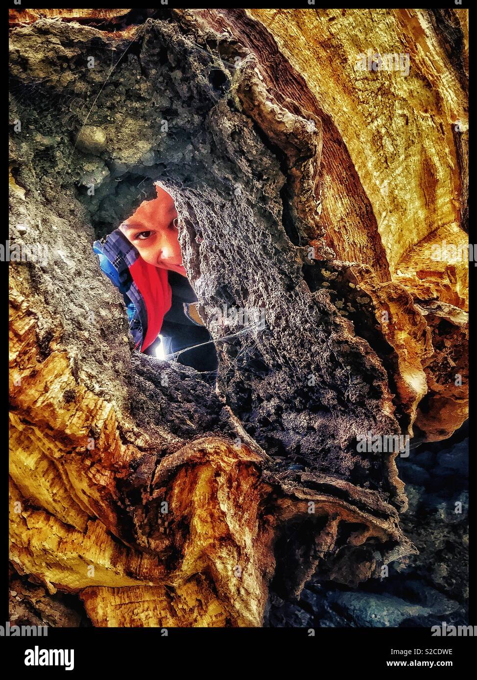Un bambino del peering attraverso il moncone è un albero caduto. Foto Stock