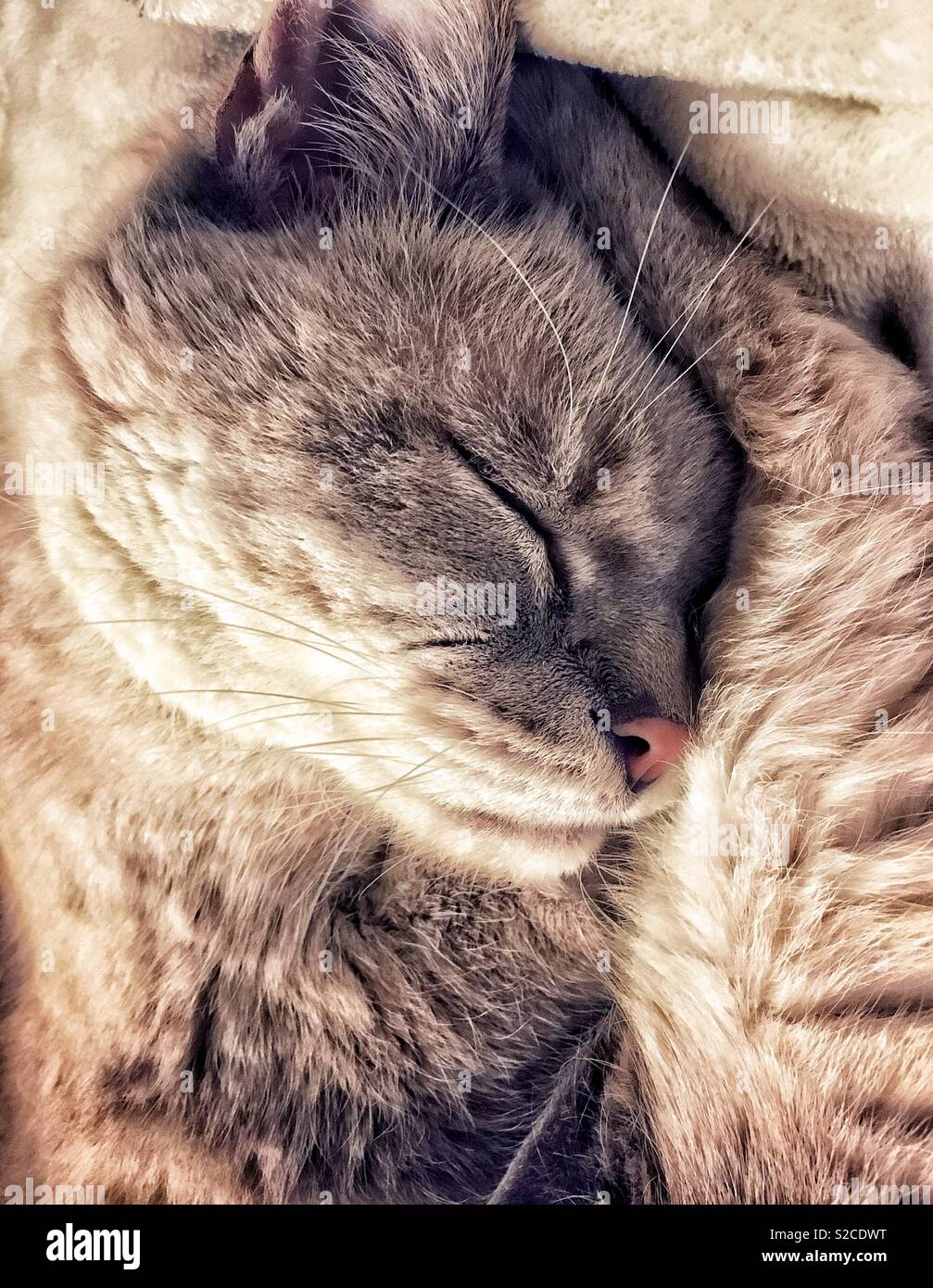 Punto di lince gatto siamese gatto dorme in una palla con la testa sulla schiena gambe - Immagine stock catturata con smartphone
