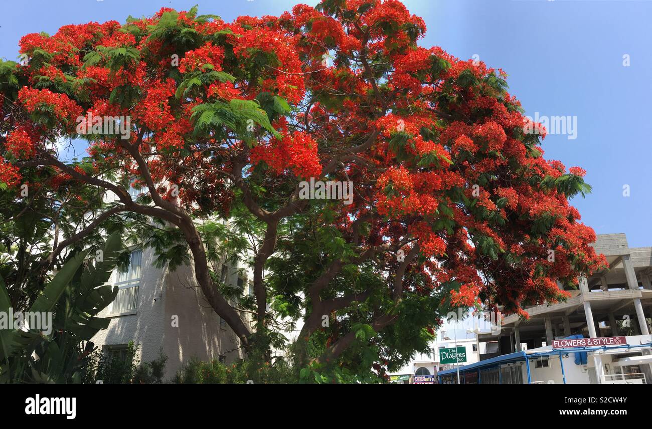 Fiori di colore rosso su un enorme albero mediterraneo Foto Stock