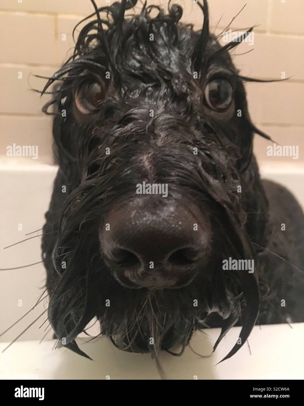 Cane bagnato nella vasca da bagno Foto Stock