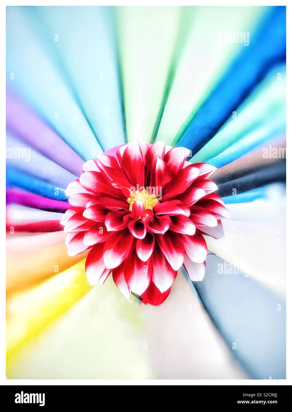 Il bianco e il rosso il Dahlia contro un sfondo multicolore. - Immagine stock catturata con smartphone