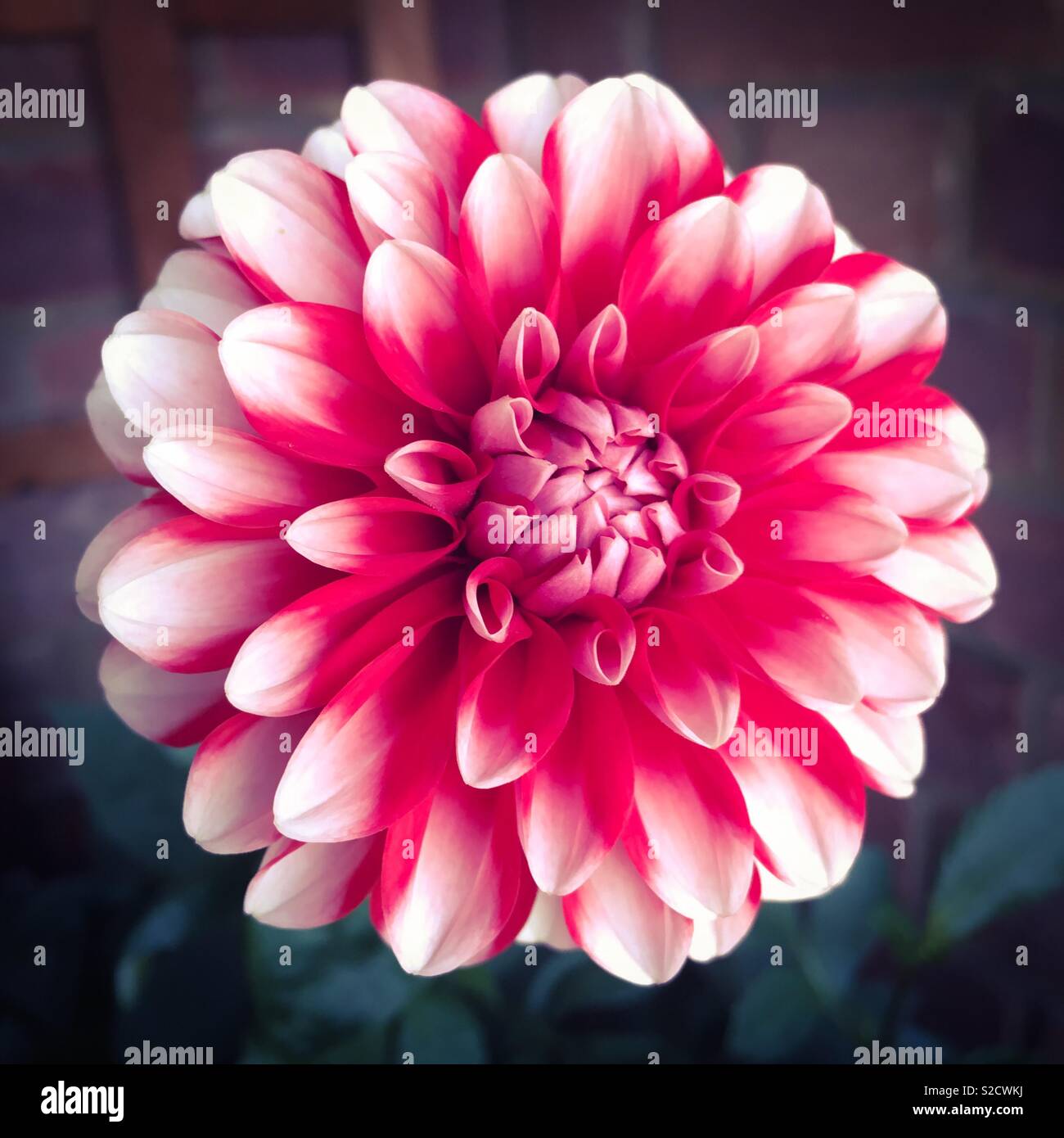 Un unico fiore dahlia Foto Stock