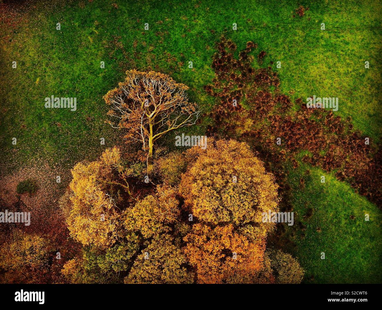Treescape shot aerially di albero caduto con foglie che sembra come esso è in crescita al di fuori di un mucchio di altri alberi - Immagine stock catturata con smartphone