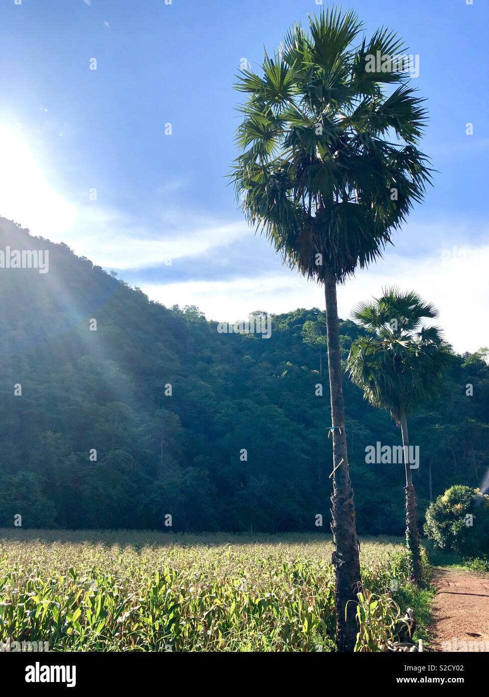 Giovane tall Sugar Palm tree in Thailandia rurale contro la gamma della montagna blu sullo sfondo del cielo Foto Stock