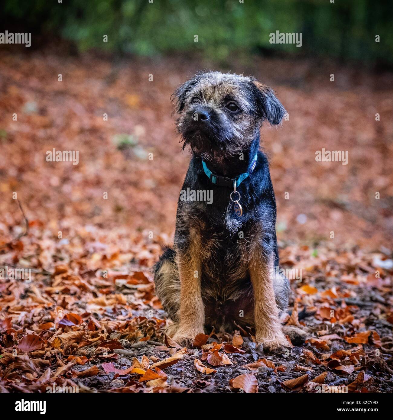 Border Terrier cucciolo Foto Stock