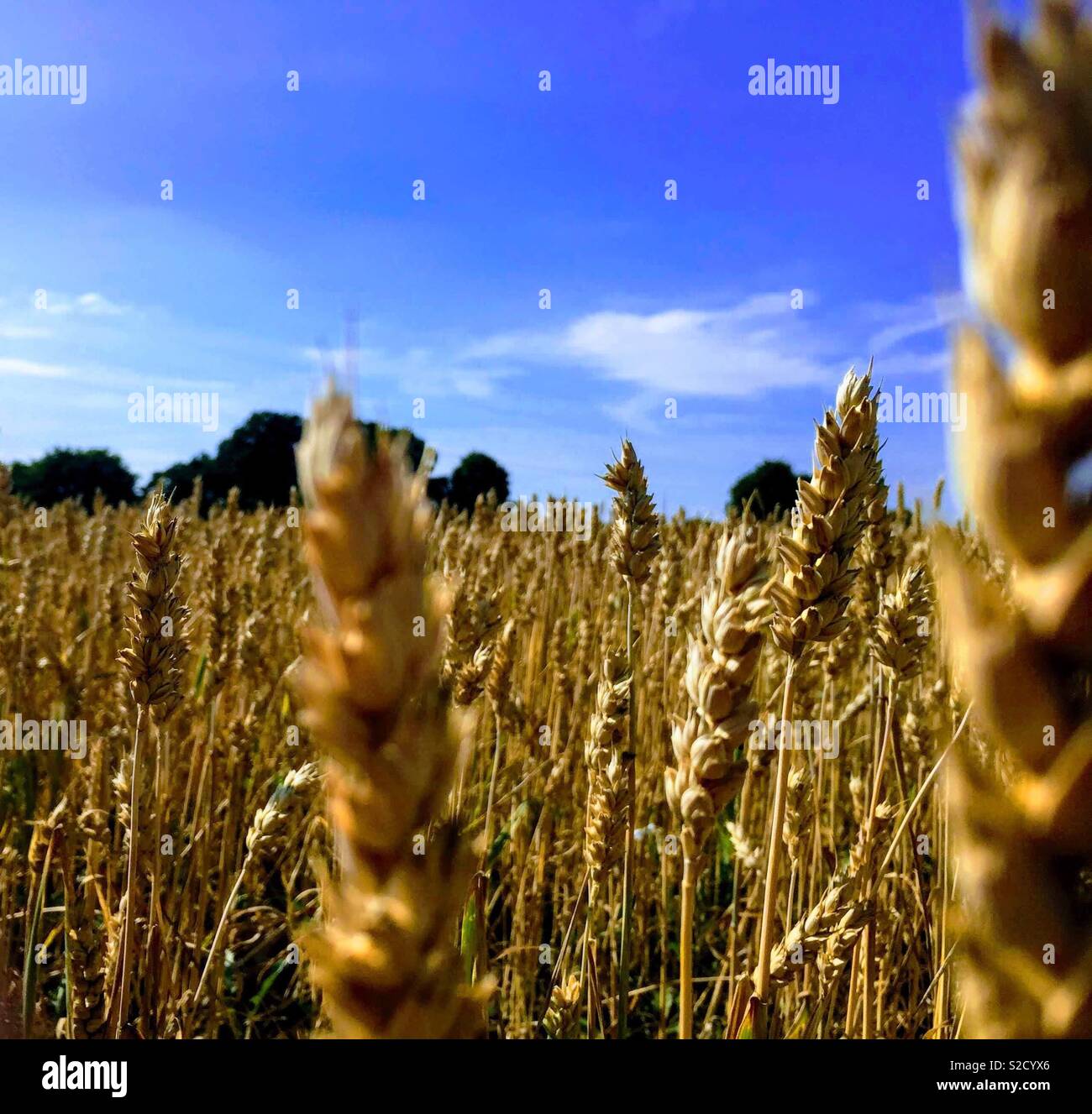 Campo di mais nel mezzo di una calda estate 2018 Foto Stock