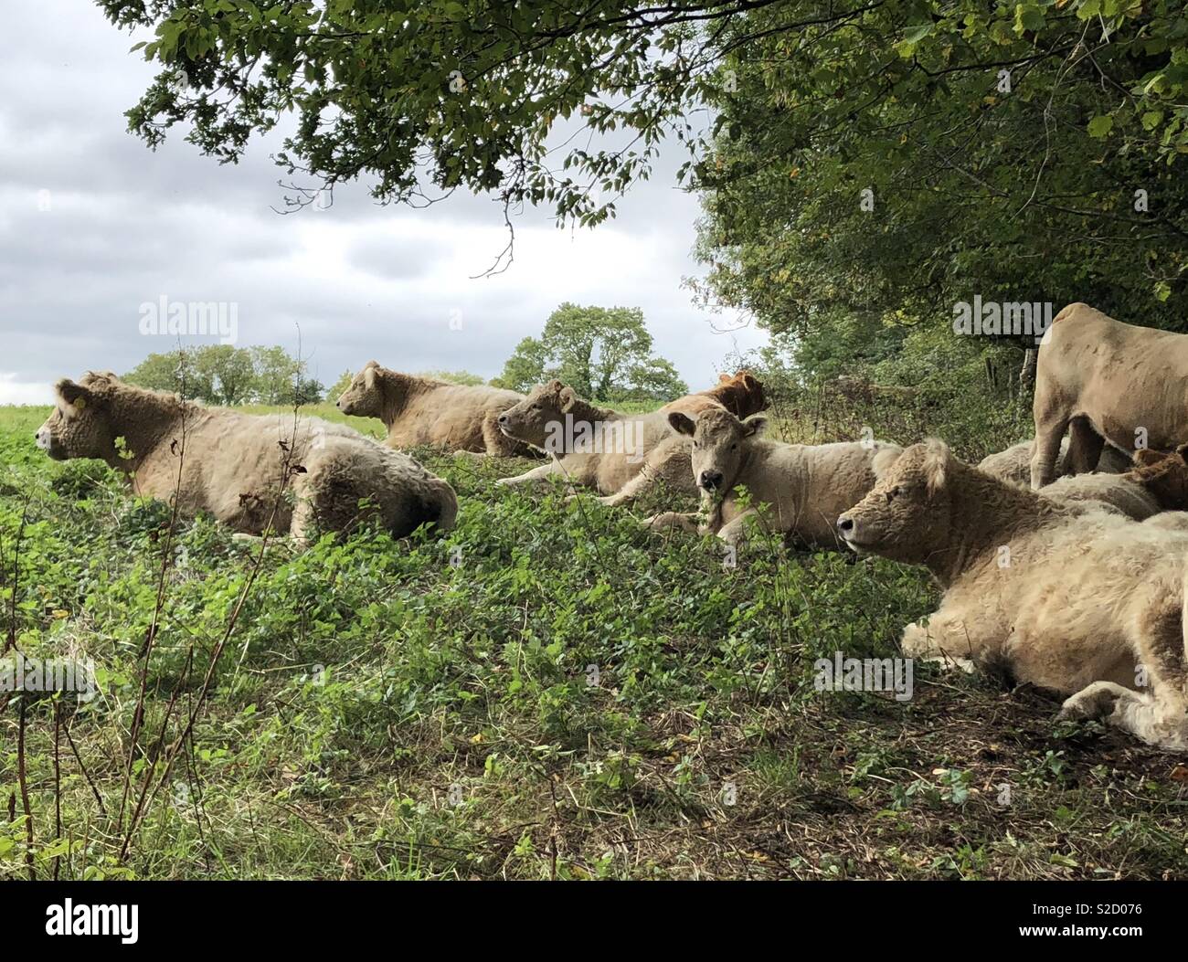 Teddy mucche in giro Foto Stock