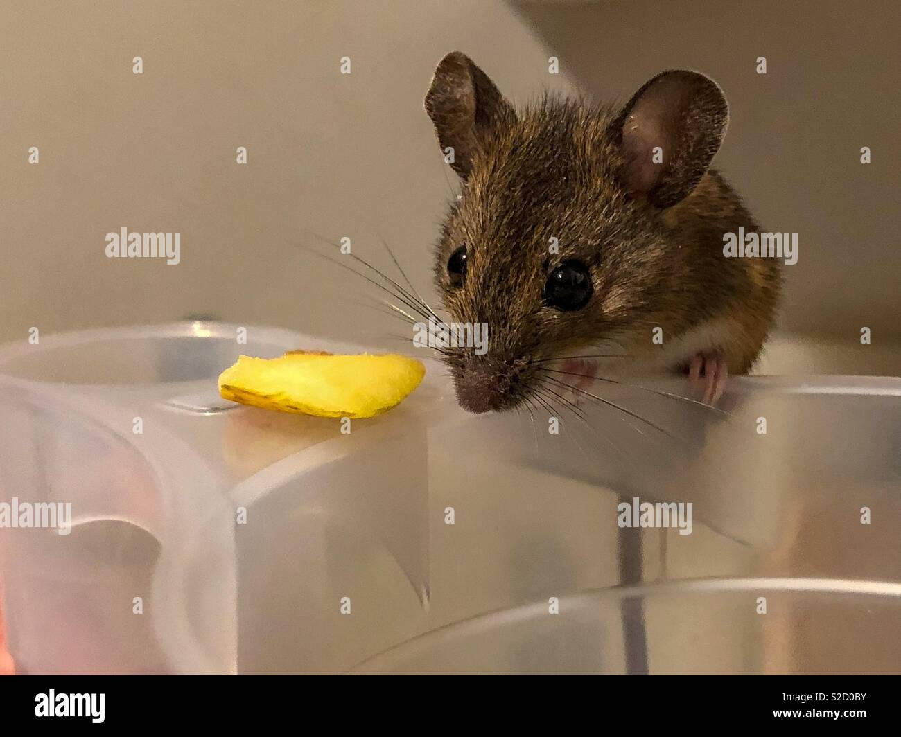 Mouse salvato da un gatto ed in appoggio su una tazza di plastica ha offerto un pezzo di Apple - Immagine stock catturata con smartphone