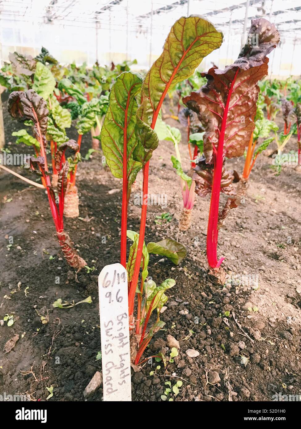 Luci luminose le bietole crescente nella serra a granai in pietra Centro per l'alimentazione e l'agricoltura in New York, Stati Uniti d'America. Foto Stock