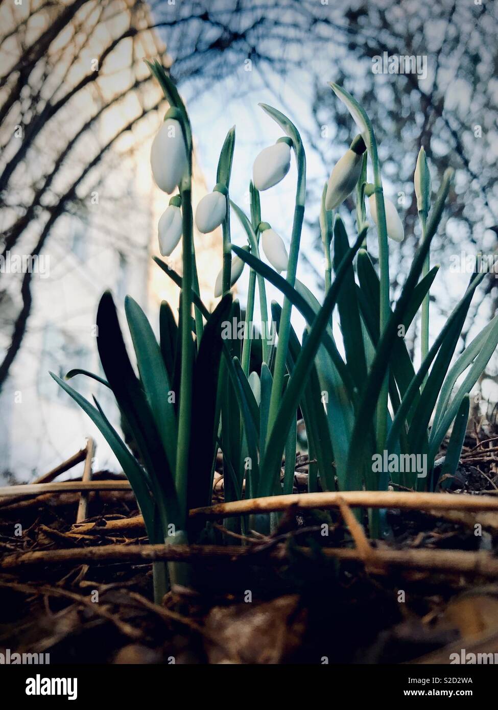 Snowdrops da un angolo basso prospettiva - Immagine stock catturata con smartphone