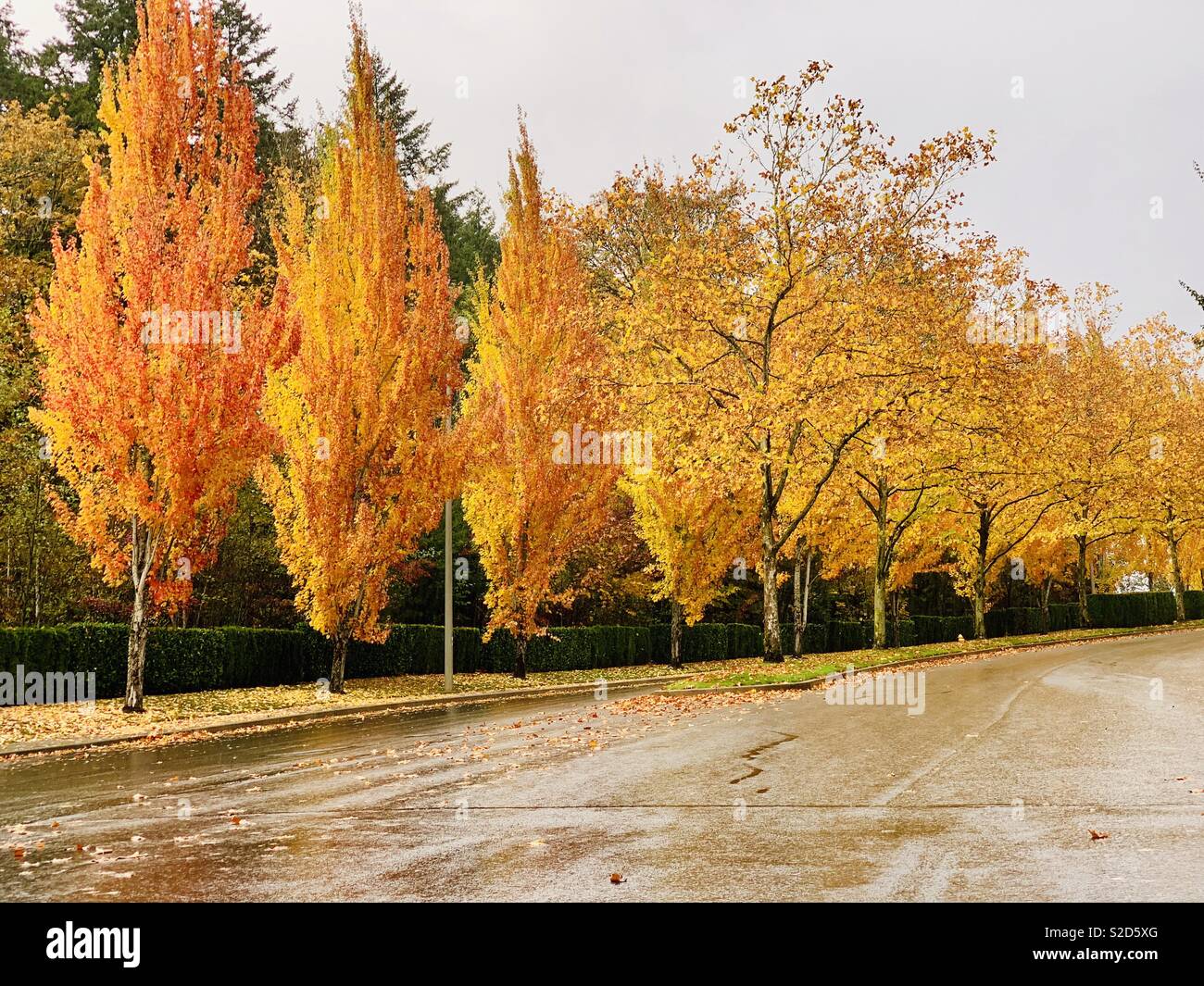 I colori dell'autunno del Pacifico nord-occidentale Foto Stock