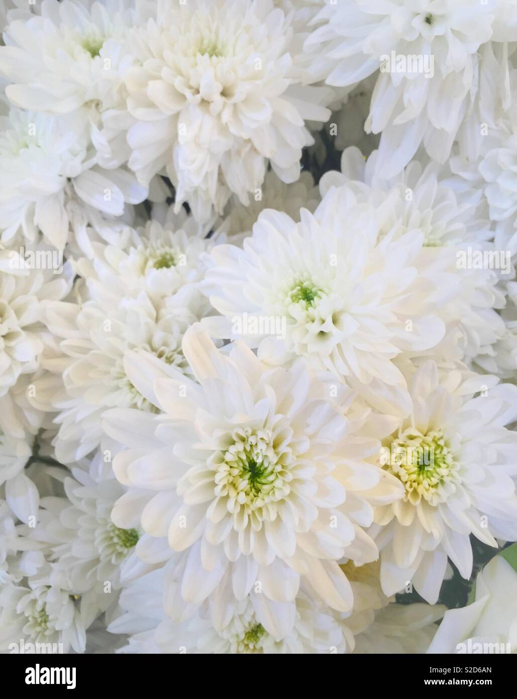 White crisantemi blooming sotto una luce brillante. Foto Stock
