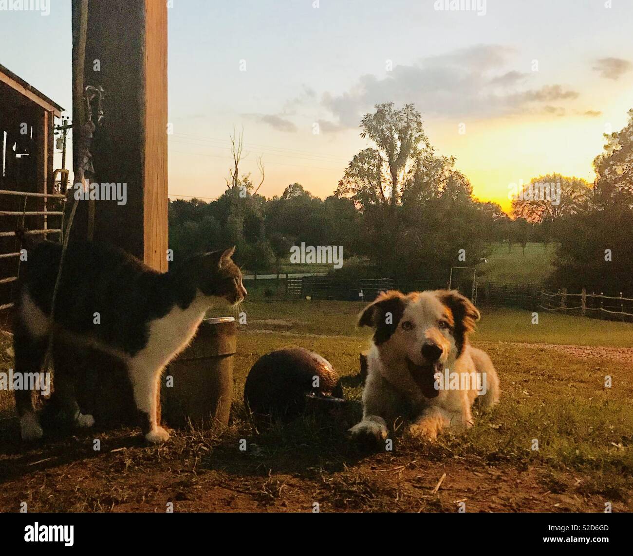 L'amicizia tra cane e gatto Foto Stock