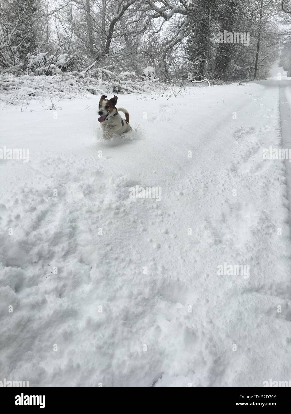 Snow dog gioco giorno Foto Stock